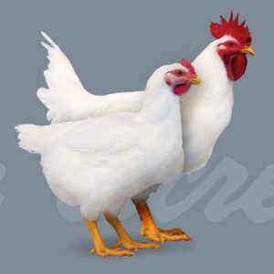Commercial Broilers Arbor Acres (Run Alive Breed)