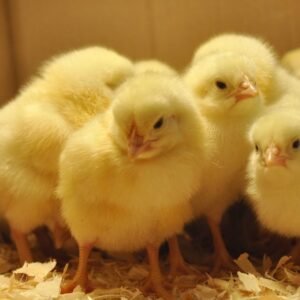 Commercial Day-Old Pullets (ISA Brown)